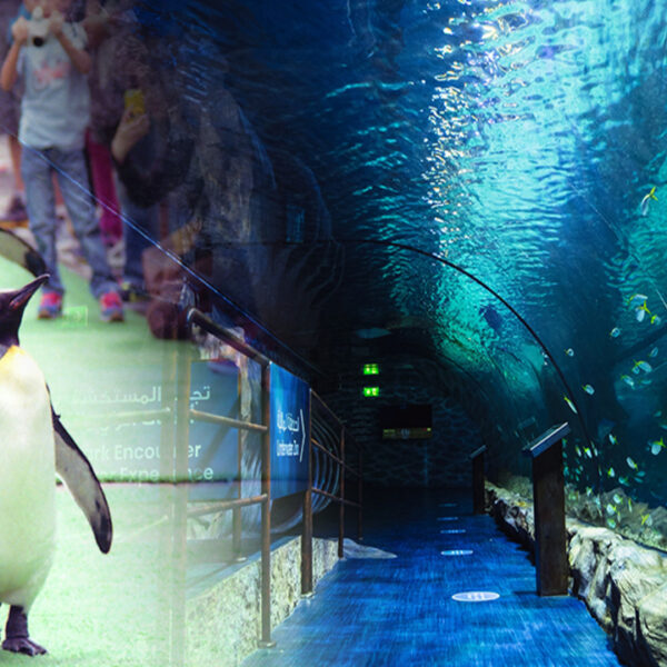 Dubai Mall Aquarium & Penguin Cove