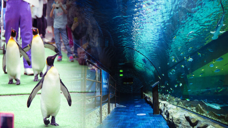Dubai Mall Aquarium & Penguin Cove